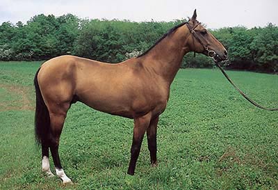 L Akhal Teke